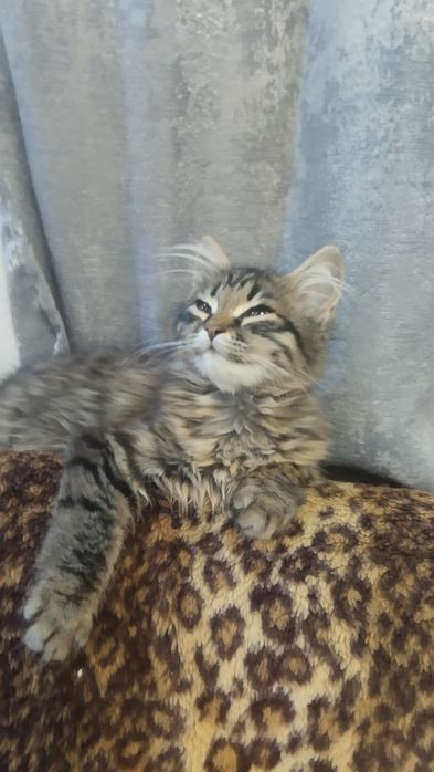 **Продам на половину Шотландскую Тигрицу***