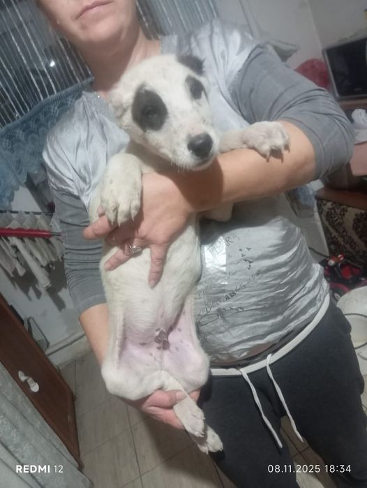 Щенки алабая привитые