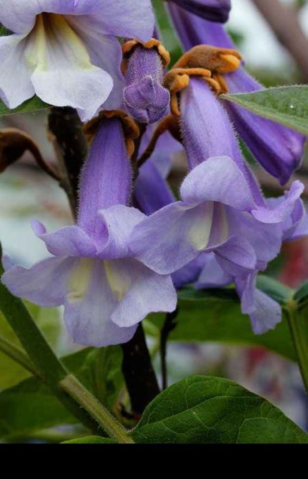 Butasi repicati Paulownia Shantong și Tomentosa, puieti anul 2