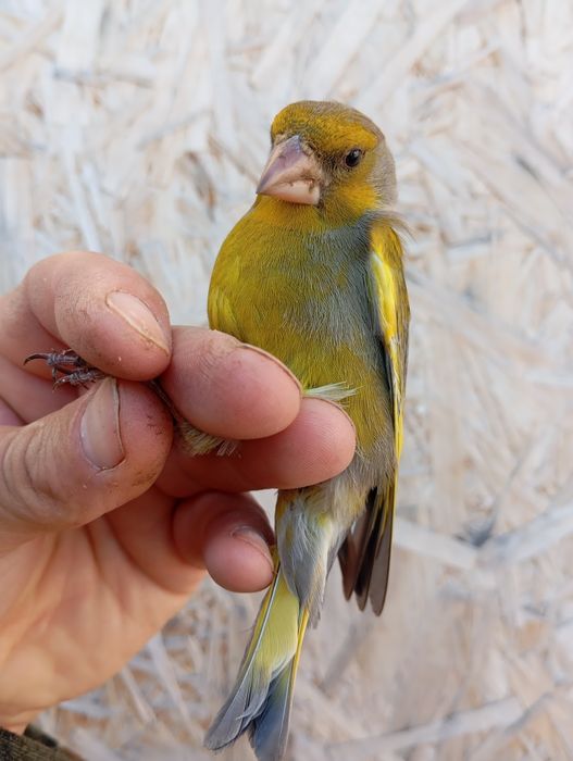 Продам выдержанную птицу