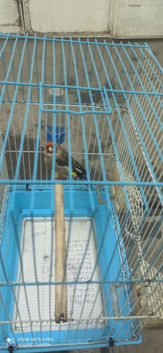 Norchi 11yillik qush