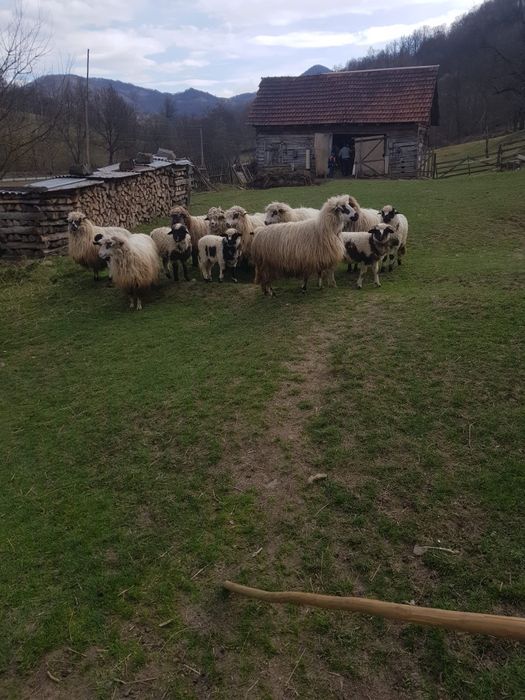 Oi de vanzare în Stanija