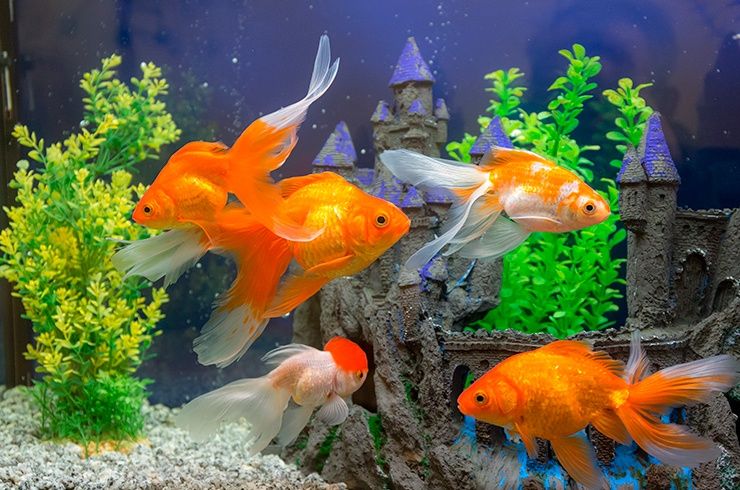 Аквариумные рыбки