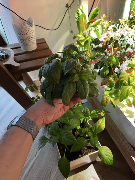 Seră Click and Grow