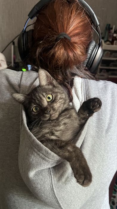 Кошка, девочка в добрые руки