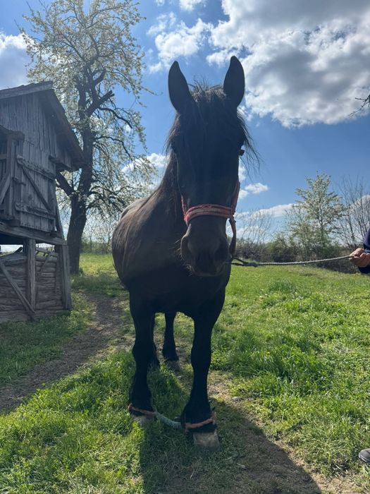 Vând iapa gestanta in 8 luni