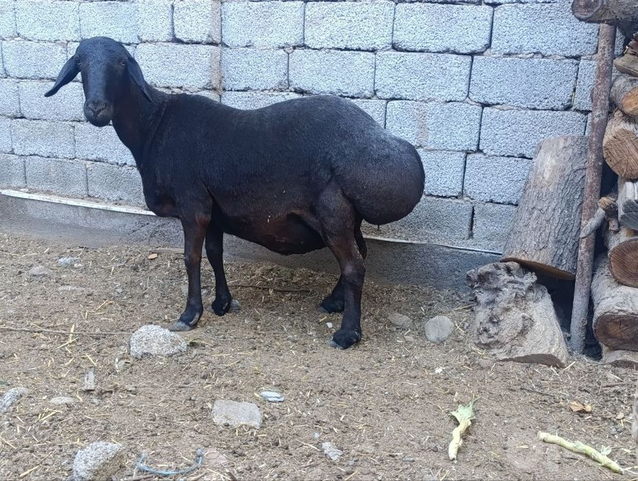 Ona qoy sotiladi