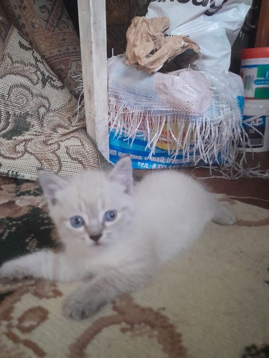 Отдам котят в добрые руки!!!