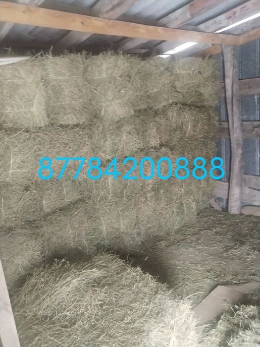 Жоңышқа сатамын түк люцерна