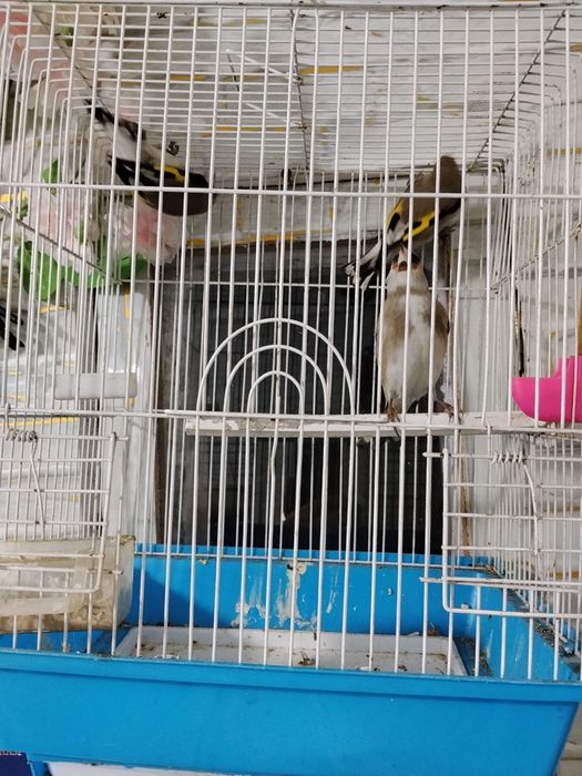 Норчила шигол сайрода