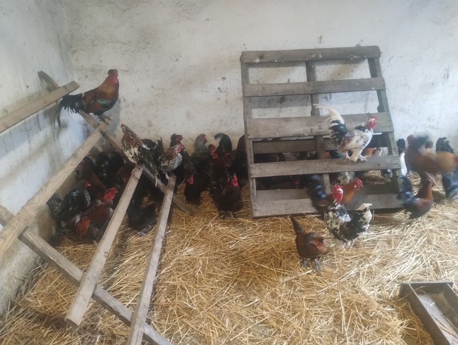 Vând găini și cocoși pitici