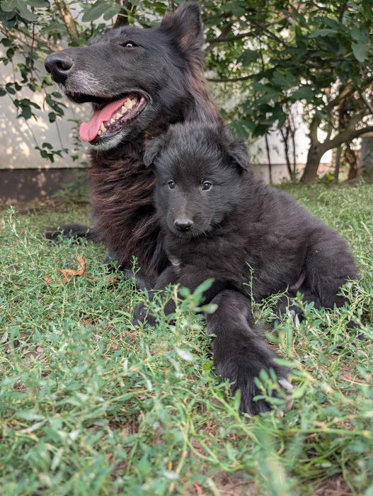 Ciobanesc belgian groenendael