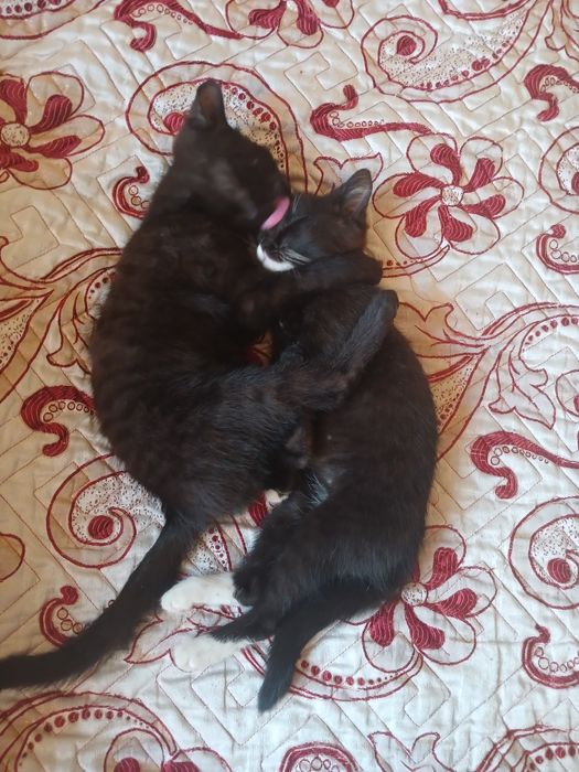 Отдам котят в добрые руки