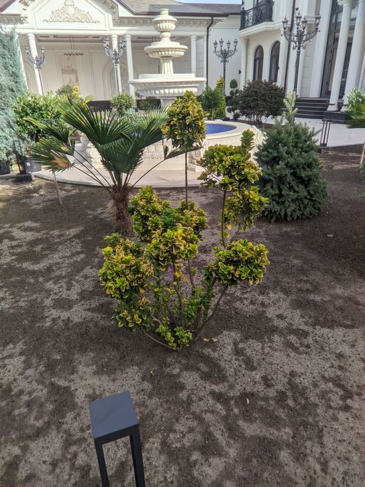 Shamshod bravo eyonomus