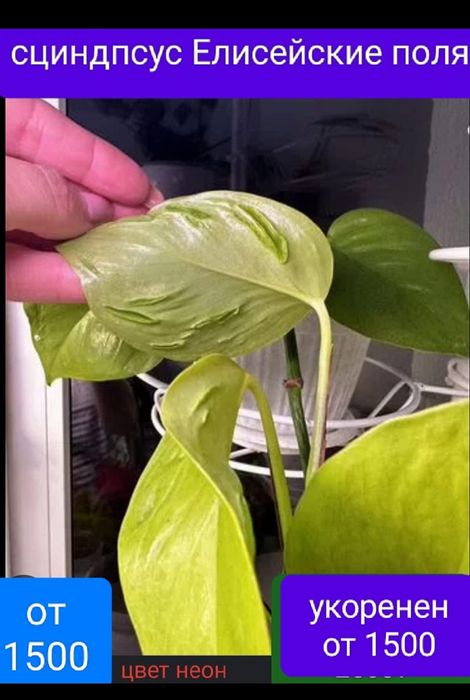 Филодендрон 8500тенге