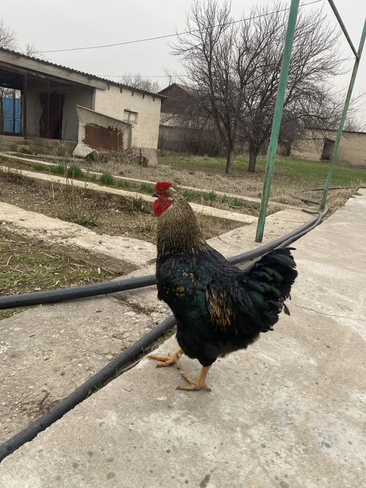 Петух Қораз  черный