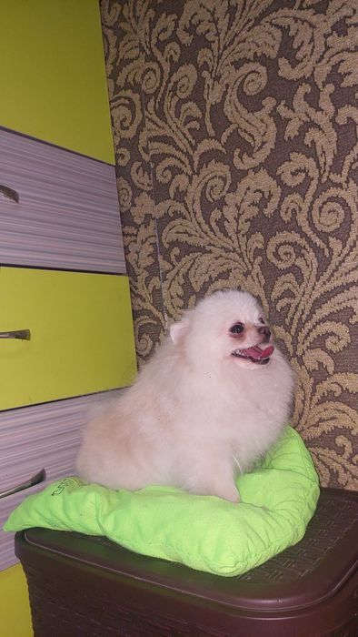 Померанский шпиц девочка.