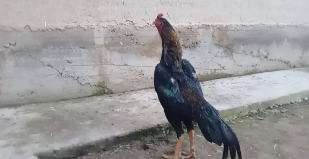 Dakan, bobo jo'jala