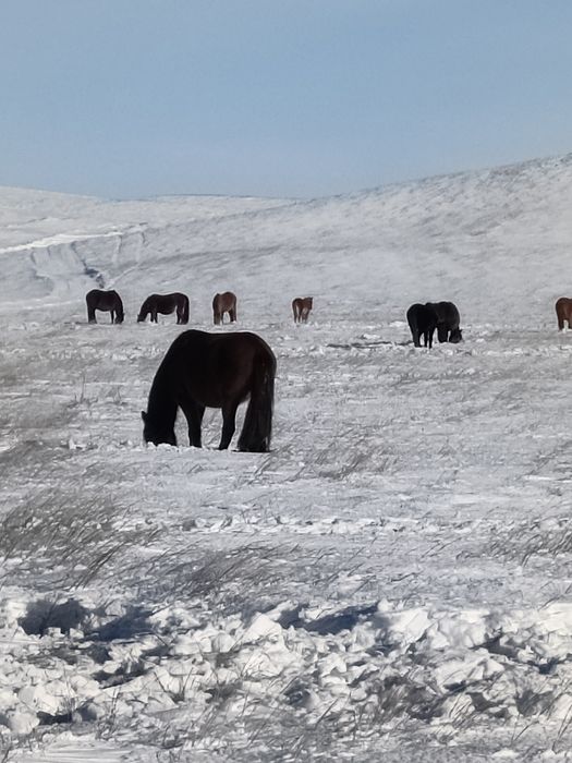 Коздайтын koйлар, сектер етке