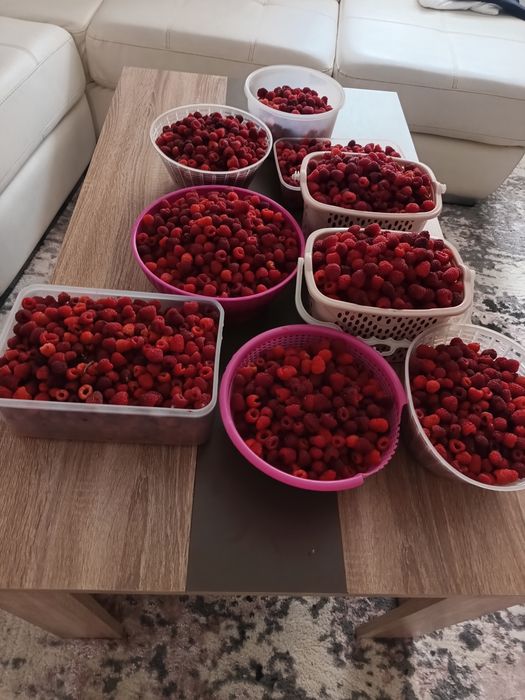 Zmeura, proaspăt culeasă,naturala