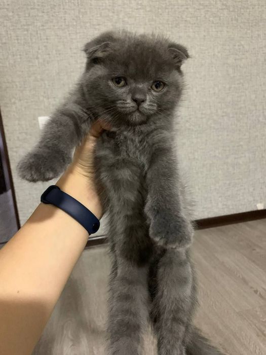 Скотиш фолд скоиш страйт