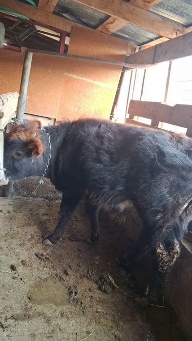 Бұқа сатылады 280 000