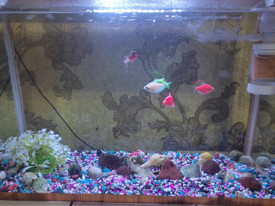 Аквариум с рыбками