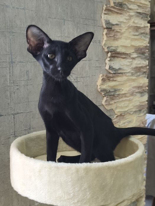 Ориетальные котята
