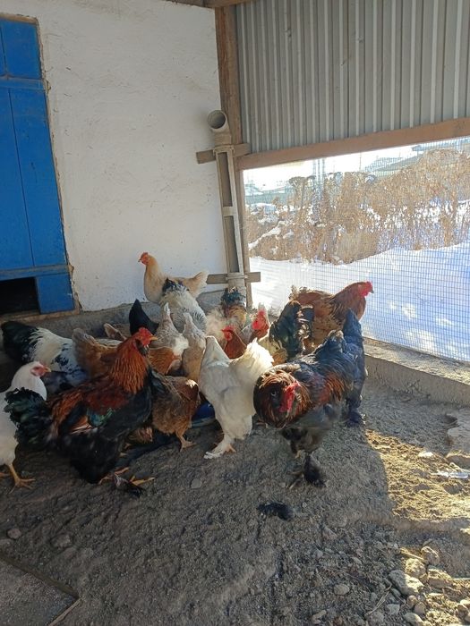 Продам петушков Брама