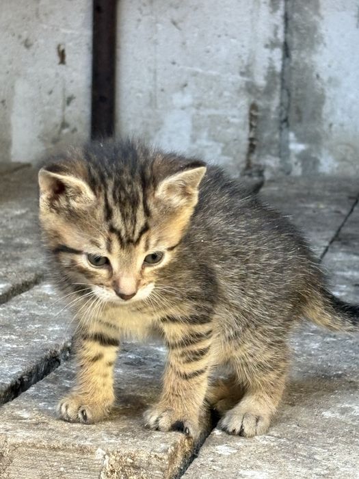 Donez pui , vârsta 6 săptămâni