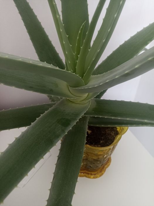 Алоэ комнатные цветы