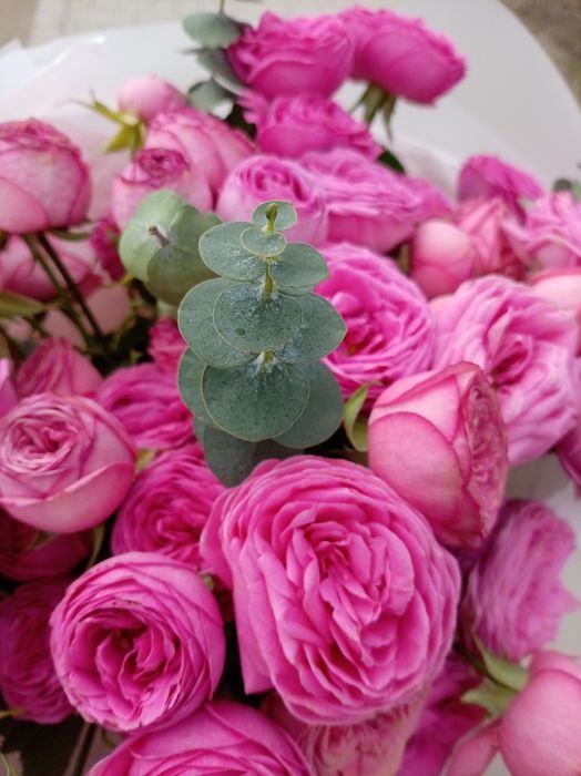 Продам цветы розы