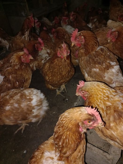 Продам Несушка ломан браун