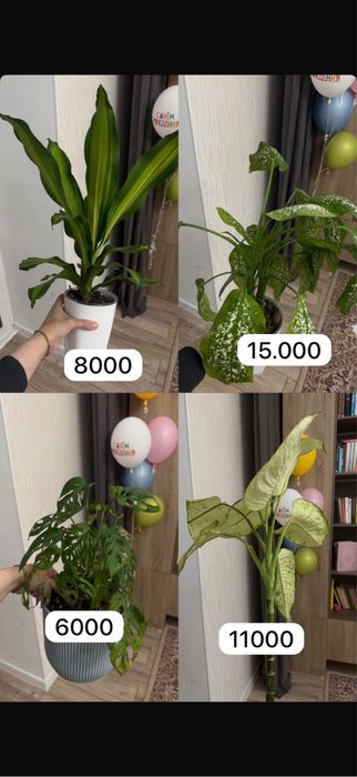 Комнатные цветы