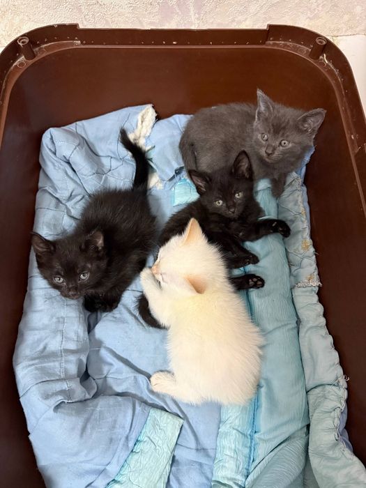 Продаются котята