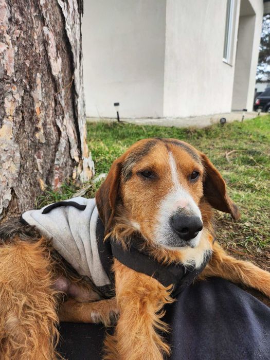 Български Барак ПОДАРЯВА СЕ!