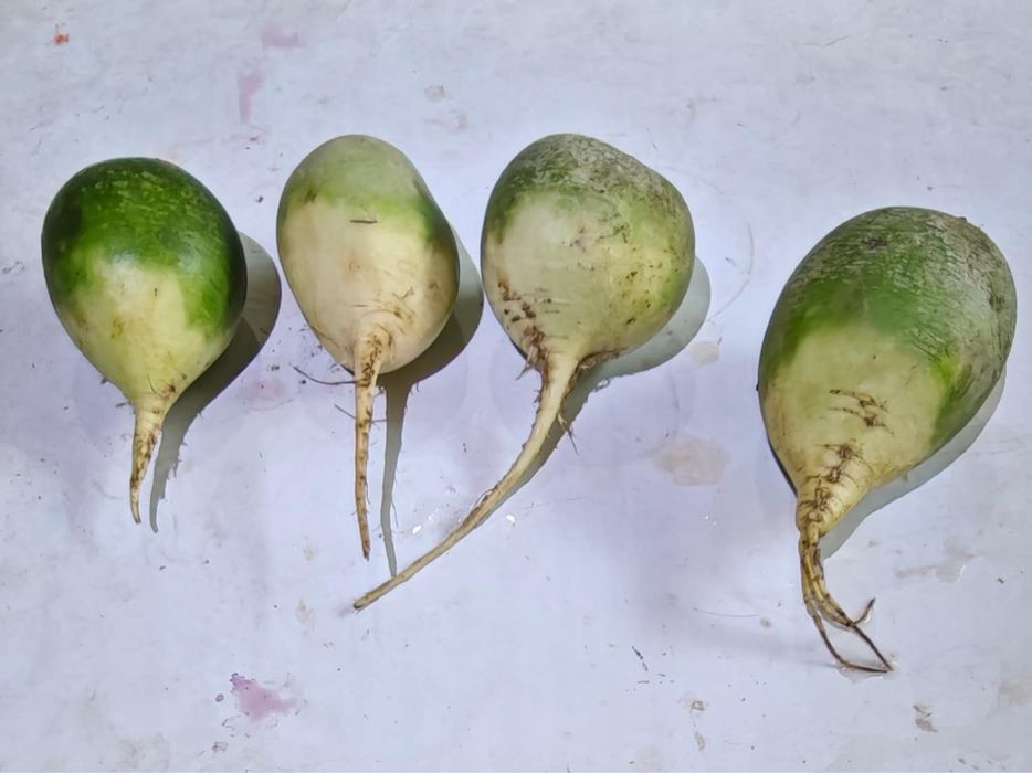 Овощи, выращенные в поле.