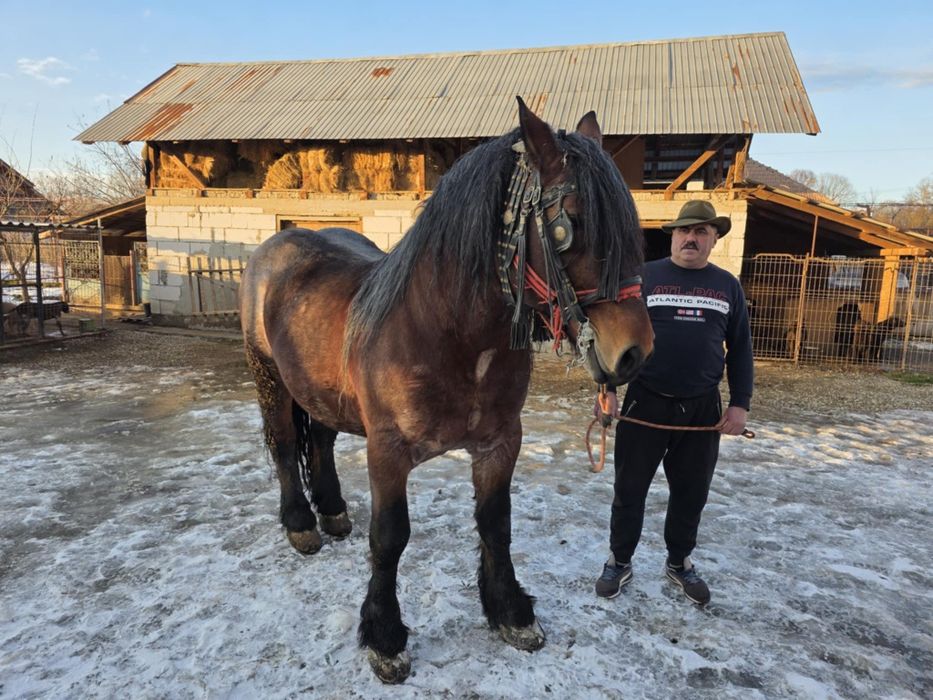 Armasar vanzare varsta 8 ani