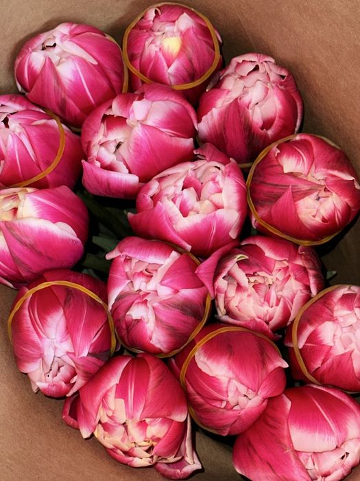 Тюльпаны Голандия