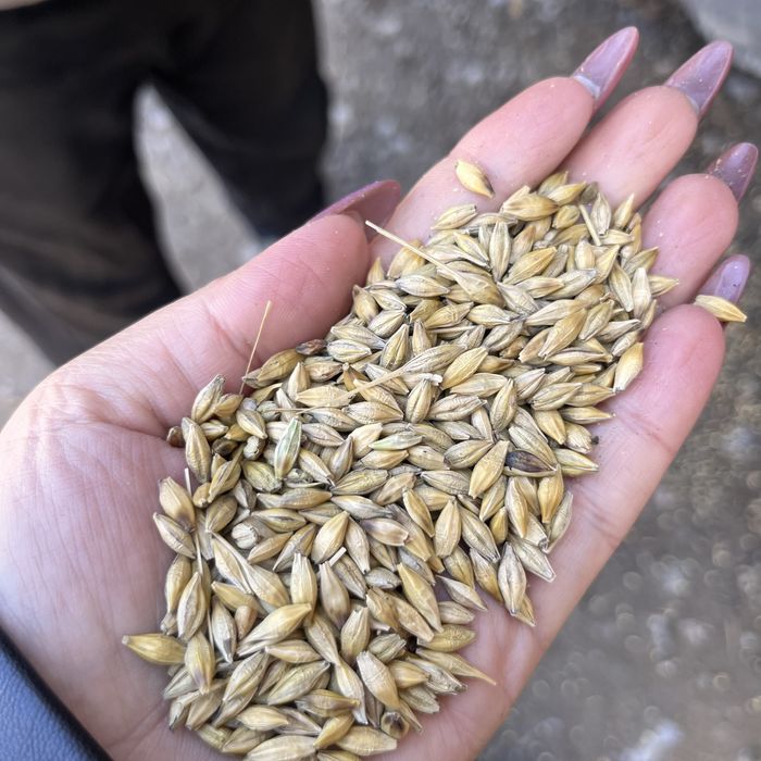 Ячмень пшеница овес