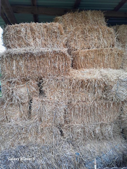 Baloti paie dreptunghiulari