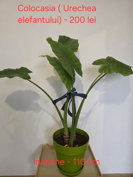 Vand flori de camera