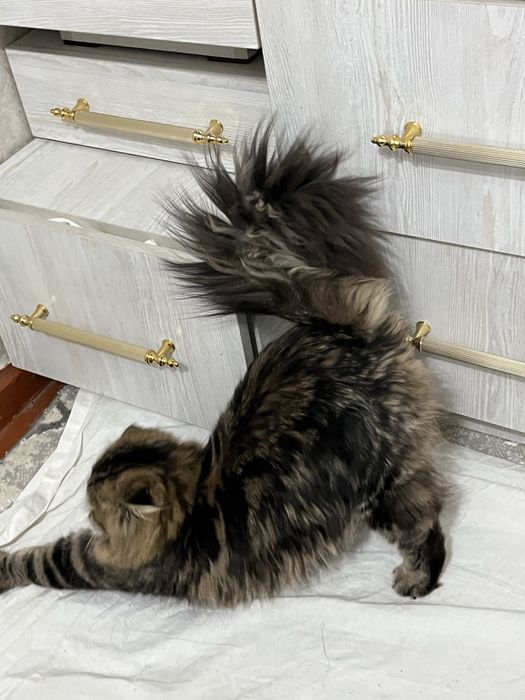 Барсик сотилади 6 ойлик