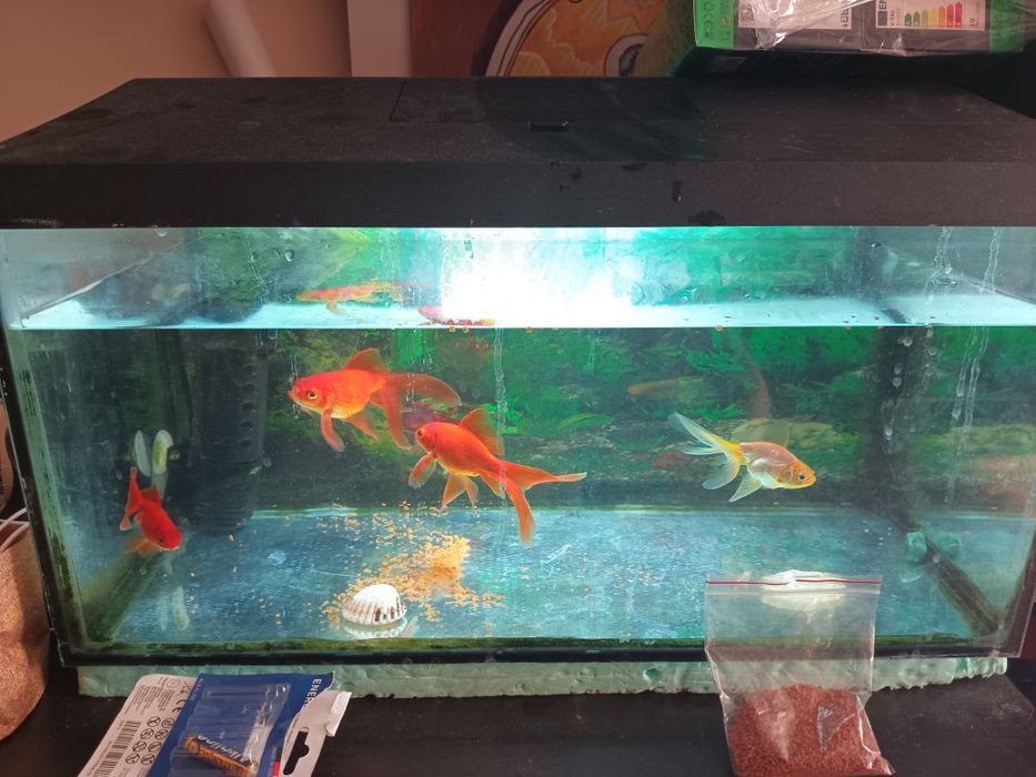 Златни рибки с характер