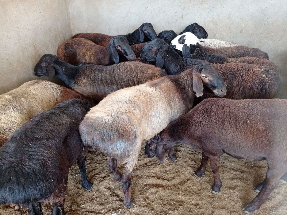 Қассоб - QASSOB - Мясник хизмати