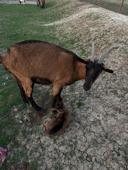 Vând capre din pozele