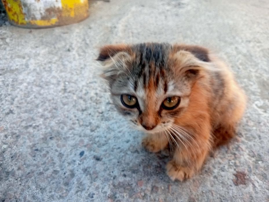 Отдам даром бесплатно