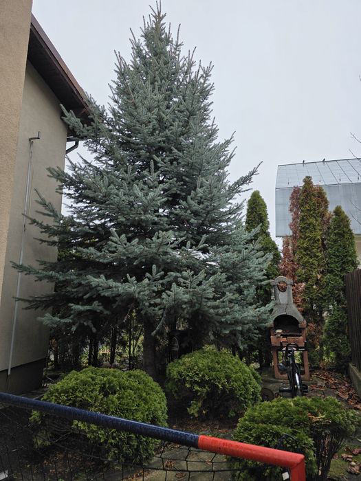 Brad  argintiu înălțime 5 metri