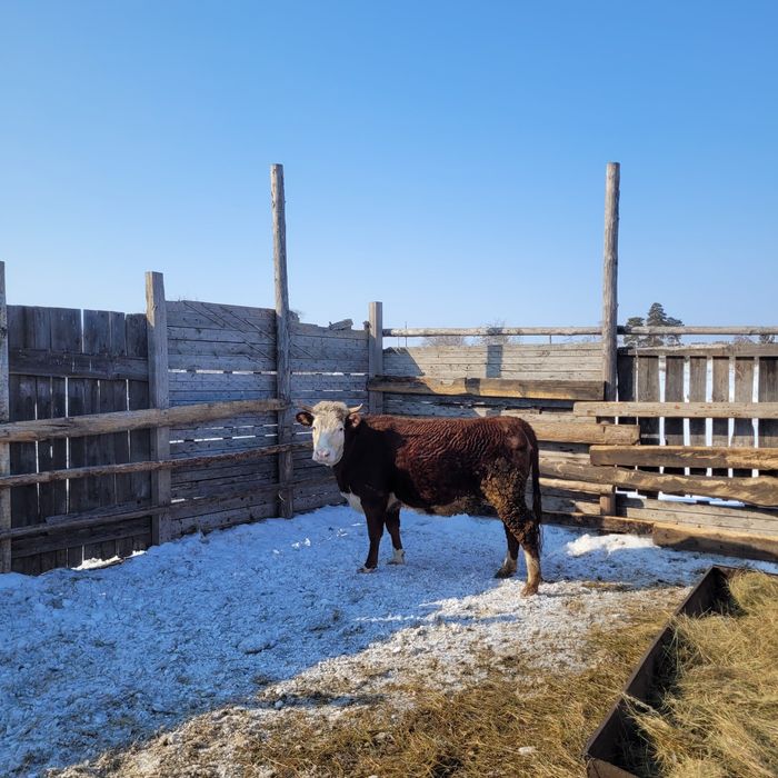 Продам тёлку и бычка