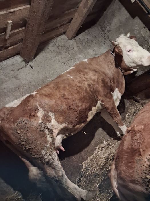 Vând vacă cu vițea